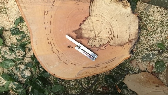 Main photo for Cedardale Arboricultural Specialists Limited