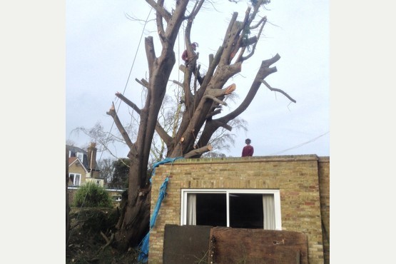 Main photo for Westgate Tree Services Ltd